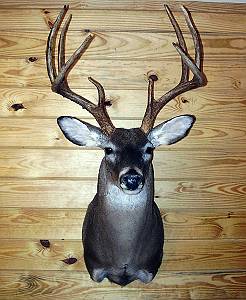 J And J Taxidermy Texas Taxidermy In Helotes Tx Serving All Of Your 